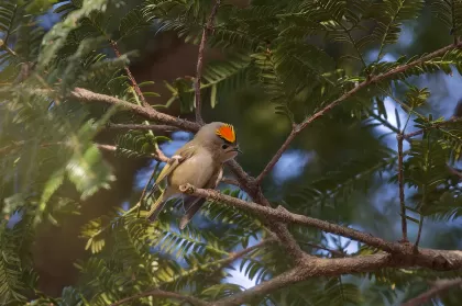 キクイタダキの写真 - 野鳥図鑑