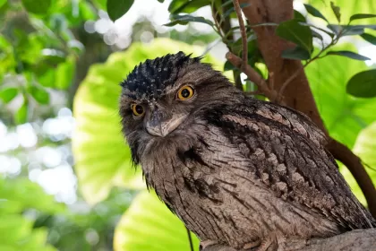 ヨタカの写真 - 野鳥図鑑