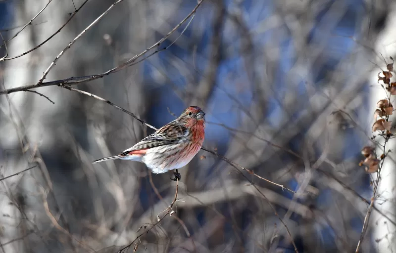 オオマシコの写真 - 野鳥図鑑