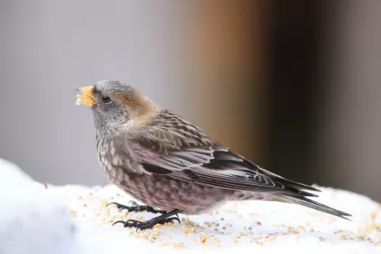 ハギマシコの写真 - 野鳥図鑑