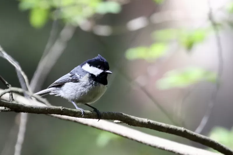 ヒガラの写真 - 野鳥図鑑