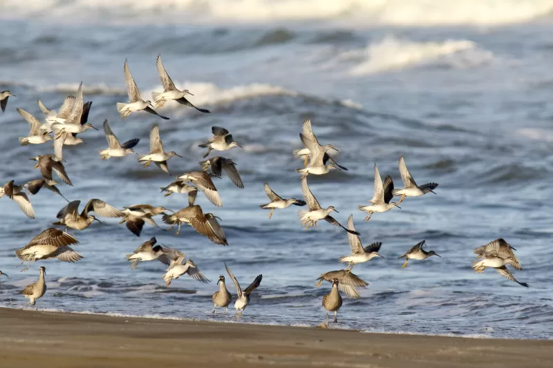 キアシシギの写真 - 野鳥図鑑