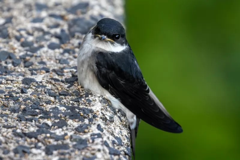 イワツバメの写真 - 野鳥図鑑