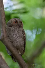 オオコノハズクの写真2 - 野鳥図鑑