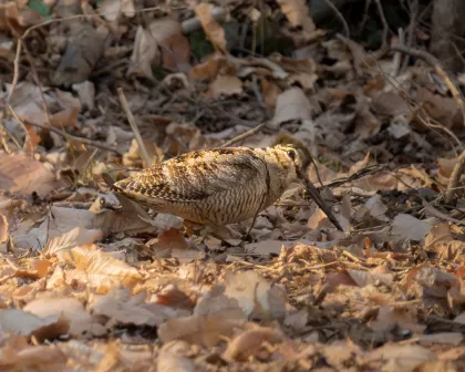 ヤマシギの写真 - 野鳥図鑑