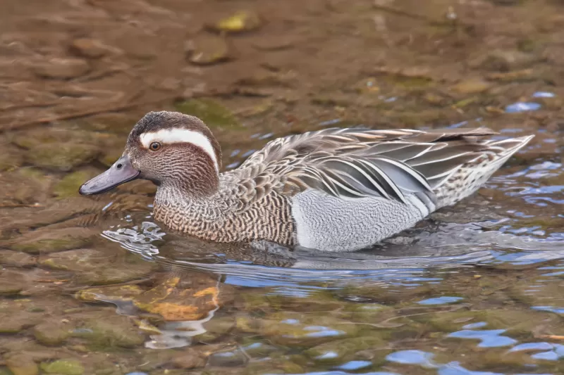 シマアジの写真 - 野鳥図鑑