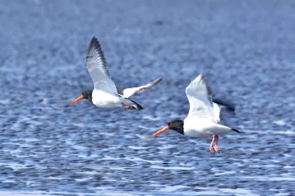 ミヤコドリの写真 - 野鳥図鑑