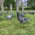 ドバトの写真4 - 野鳥図鑑