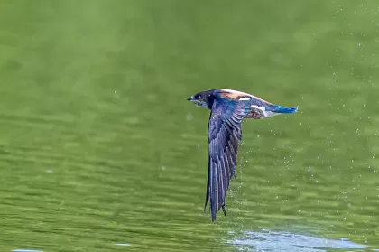 ハリオアマツバメの写真 - 野鳥図鑑
