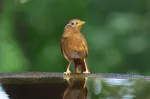 ガビチョウの写真3 - 野鳥図鑑