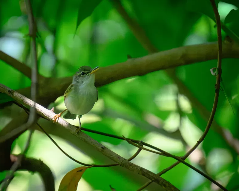 イイジマムシクイの写真 - 野鳥図鑑