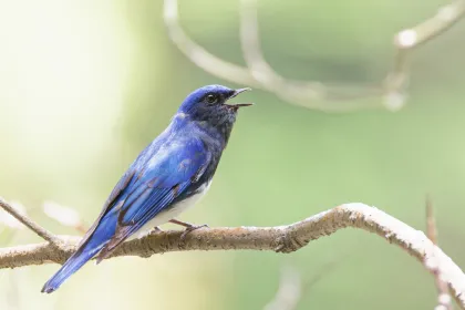 オオルリの写真 - 野鳥図鑑