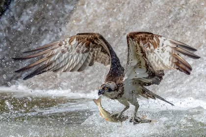 ミサゴの写真 - 野鳥図鑑
