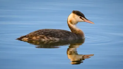 カンムリカイツブリの写真 - 野鳥図鑑
