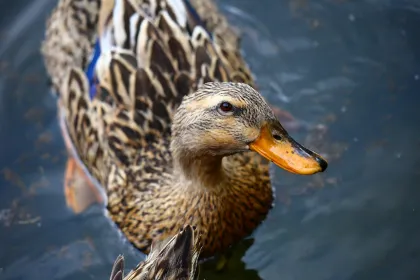 アイガモの写真 - 野鳥図鑑