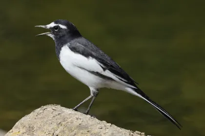 セグロセキレイの写真 - 野鳥図鑑