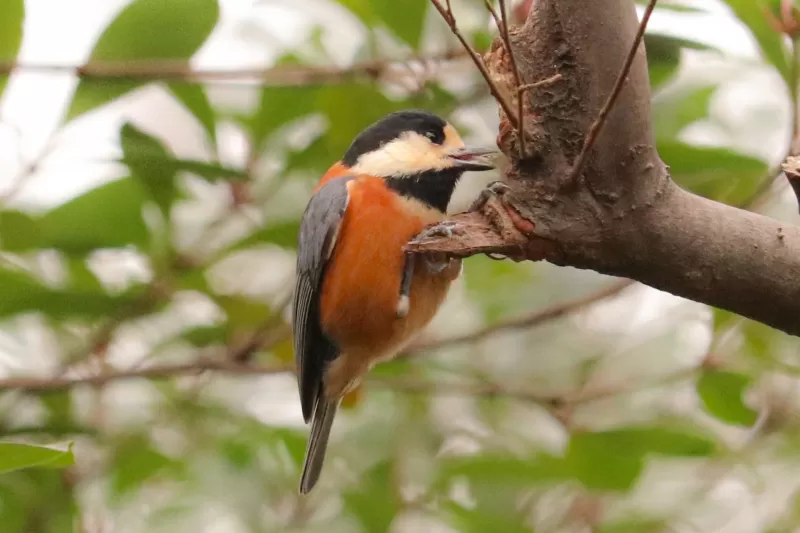 ヤマガラの写真 - 野鳥図鑑