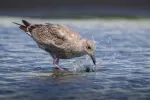 オオセグロカモメの写真3 - 野鳥図鑑
