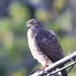 サシバの写真3 - 野鳥図鑑