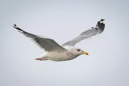 セグロカモメの写真 - 野鳥図鑑