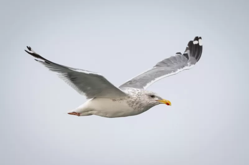 セグロカモメの写真 - 野鳥図鑑