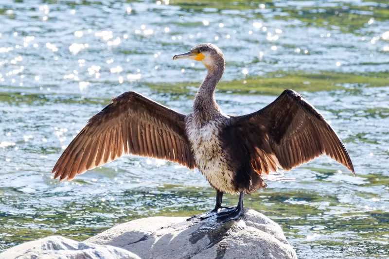 カワウの写真 - 野鳥図鑑