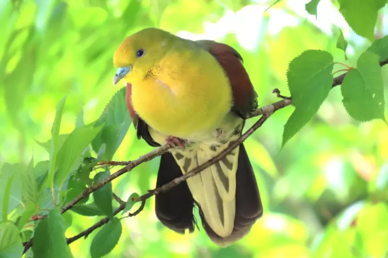アオバトの写真 - 野鳥図鑑