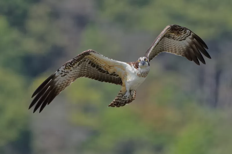 ミサゴの写真 - 野鳥図鑑