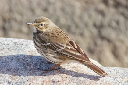 タヒバリの写真 - 野鳥図鑑