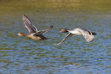 オナガガモの写真 - 野鳥図鑑