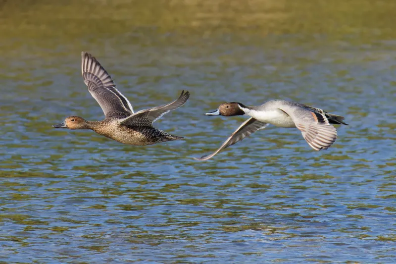 オナガガモの写真 - 野鳥図鑑