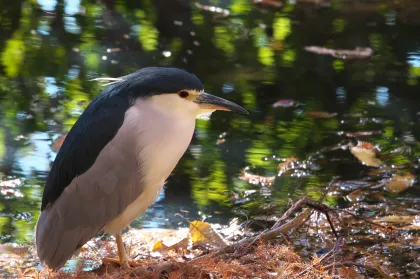 ゴイサギの写真 - 野鳥図鑑