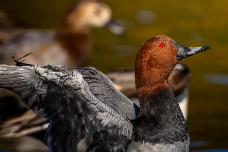 ホシハジロの写真 - 野鳥図鑑