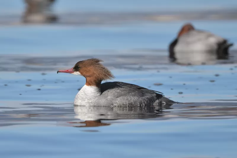 カワアイサの写真 - 野鳥図鑑