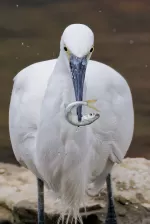 コサギの写真5 - 野鳥図鑑