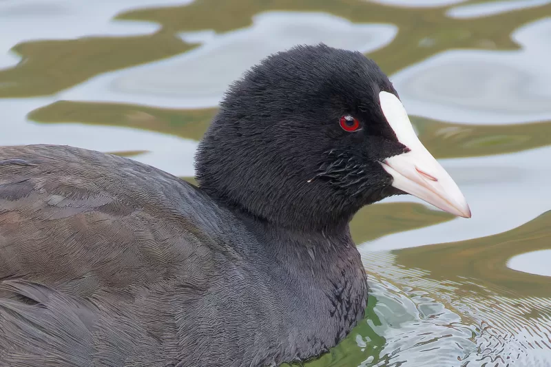 オオバンの写真 - 野鳥図鑑