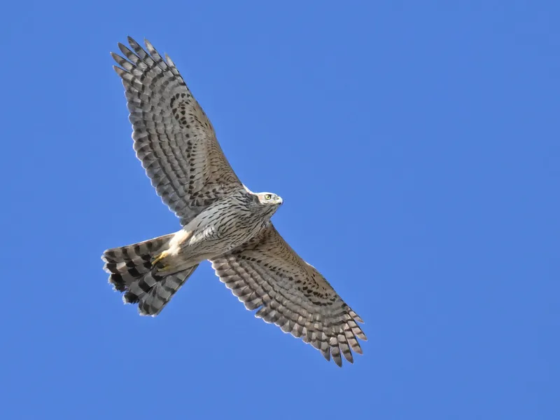 オオタカの写真 - 野鳥図鑑