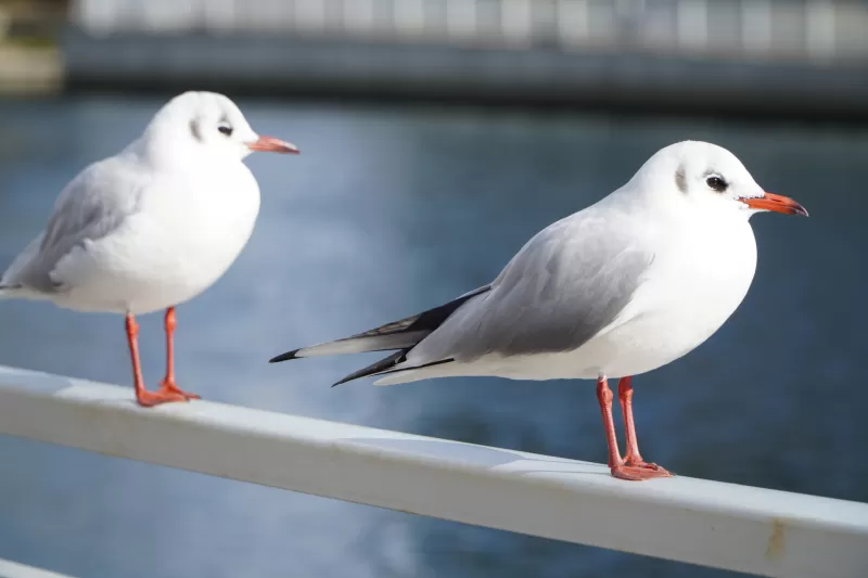 ユリカモメの写真 - 野鳥図鑑