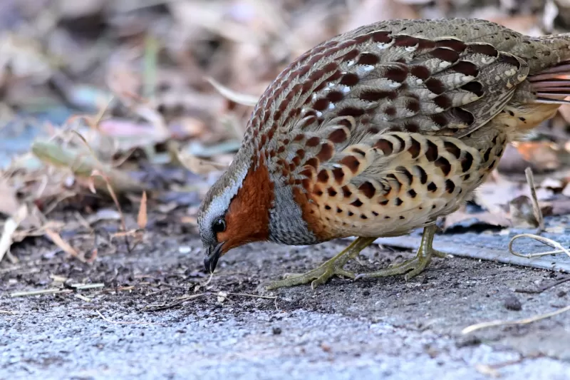 コジュケイの写真 - 野鳥図鑑