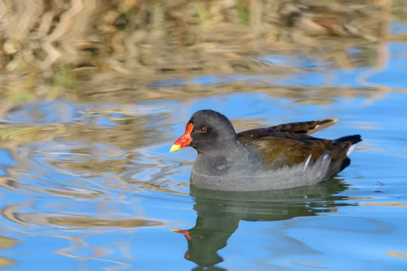 バンの写真 - 野鳥図鑑