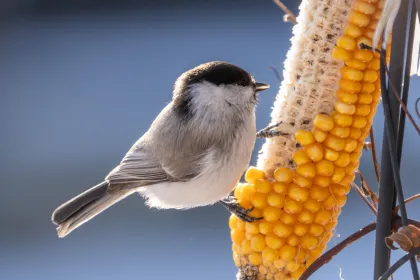 コガラの写真 - 野鳥図鑑