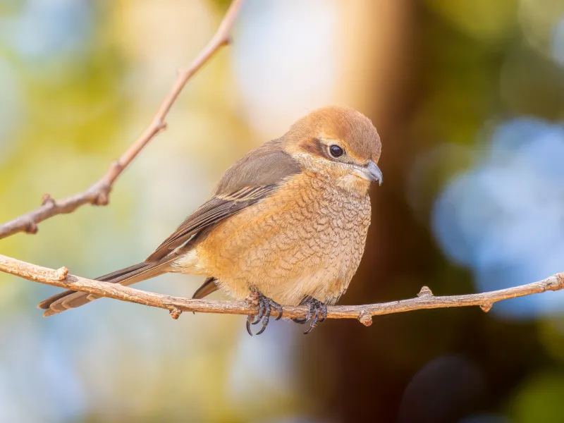 モズの写真 - 野鳥図鑑