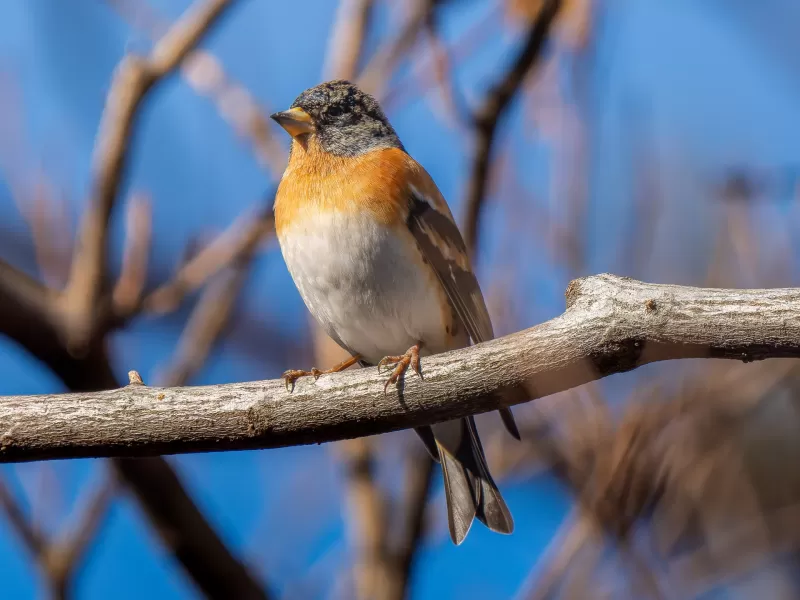 アトリの写真 - 野鳥図鑑