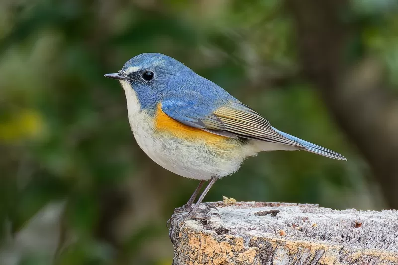 ルリビタキの写真 - 野鳥図鑑