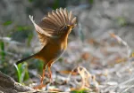 ガビチョウの写真2 - 野鳥図鑑
