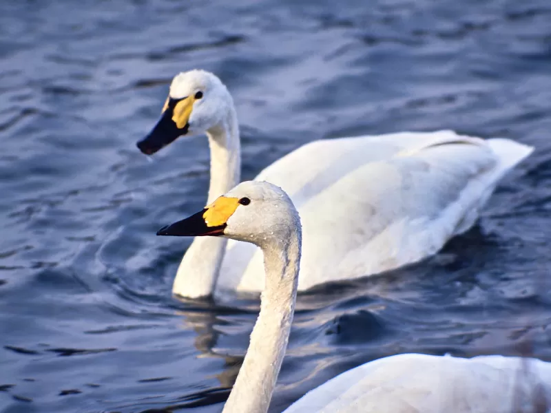 コハクチョウの写真 - 野鳥図鑑