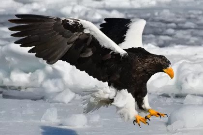 オオワシの写真 - 野鳥図鑑