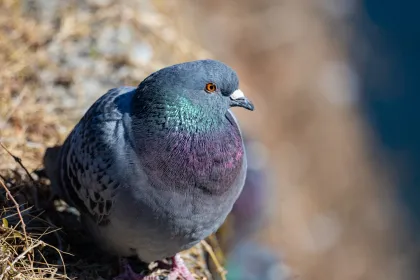 ドバトの写真 - 野鳥図鑑