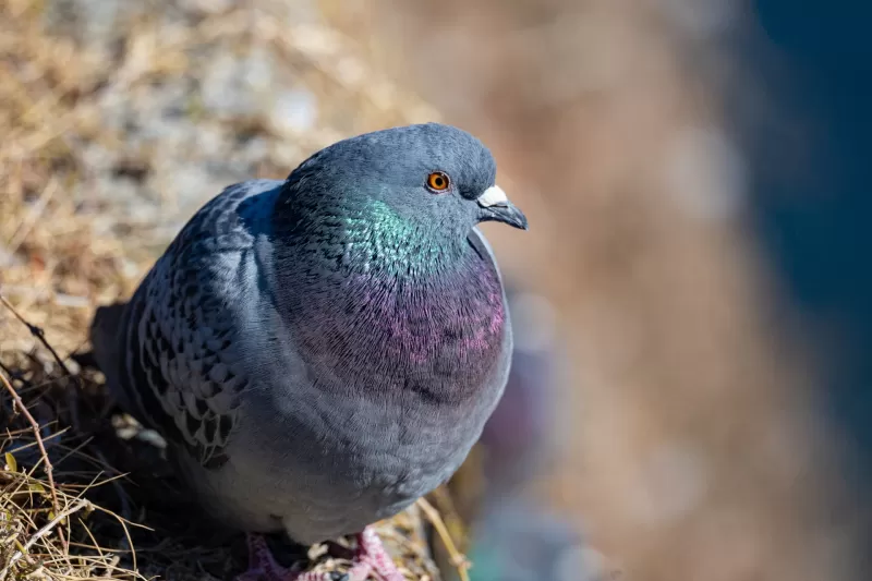 ドバトの写真 - 野鳥図鑑