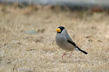イカルの写真 - 野鳥図鑑